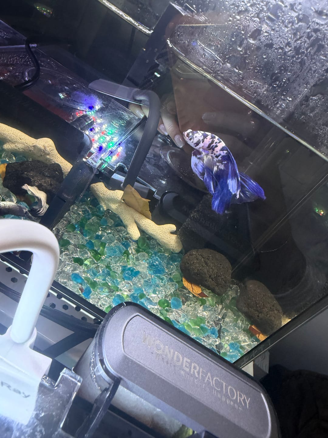 Customer photo review of Blue Marble Dot Halfmoon Male Betta Fish | Grower Pick