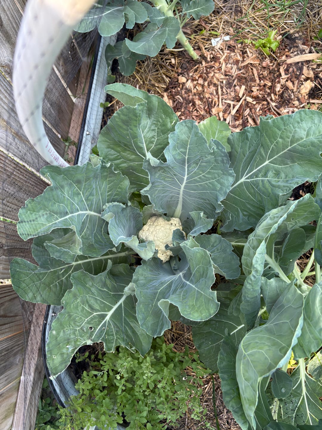 Customer photo review of Bloom Juice Award-Winning Formula