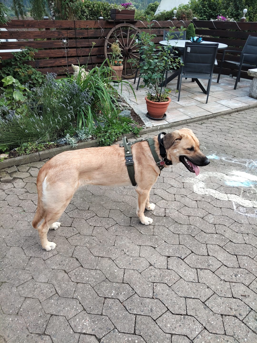 Customer photo review of Easy Walk Extreme Khaki - Sele med snabbspänne