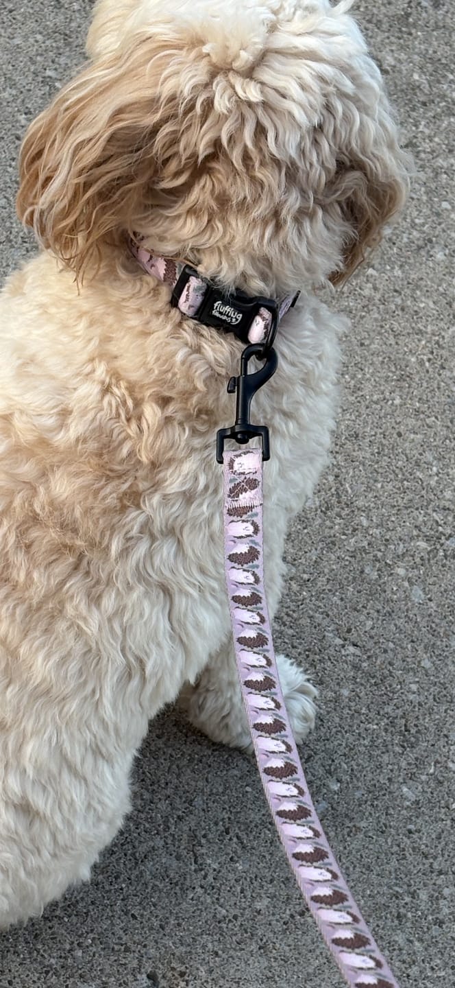 Customer photo review of Collar - In A Prickle