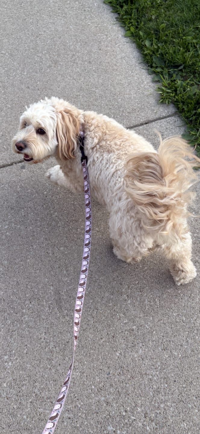 Customer photo review of Lead - In A Prickle