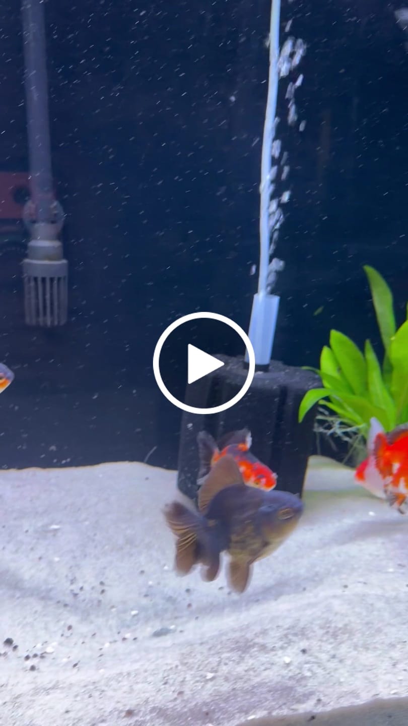 Customer video review of Live Fancy Goldfish Premium Thai Oranda Tri-Color (Our Choice)