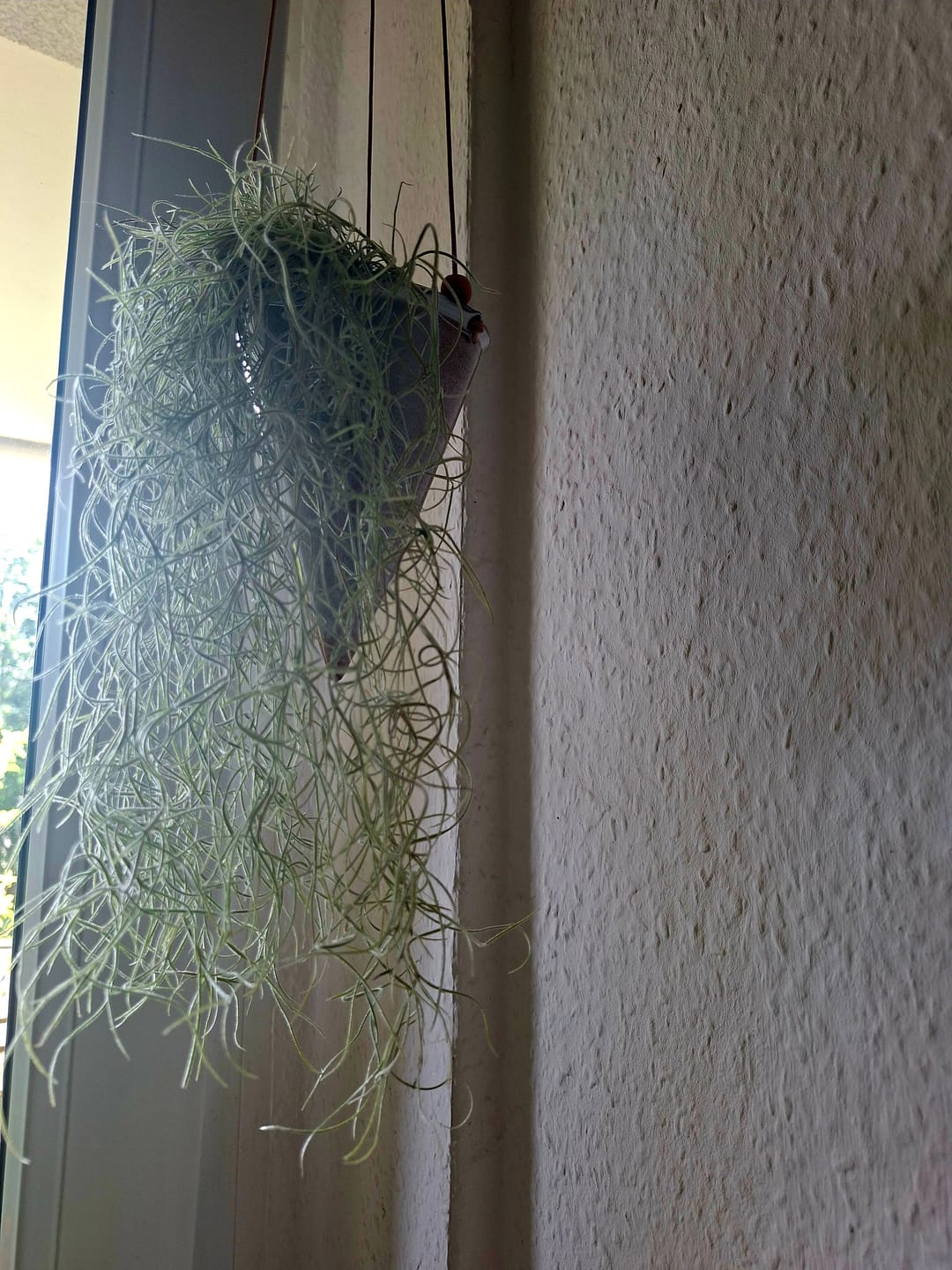 Customer photo review of Tillandsia usneoides - Lousianamoos