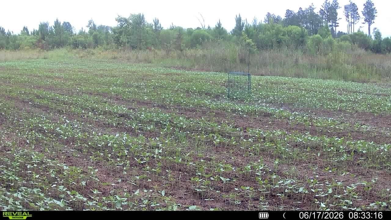 Customer photo review of Dirty Deeds™ Soil Conditioner