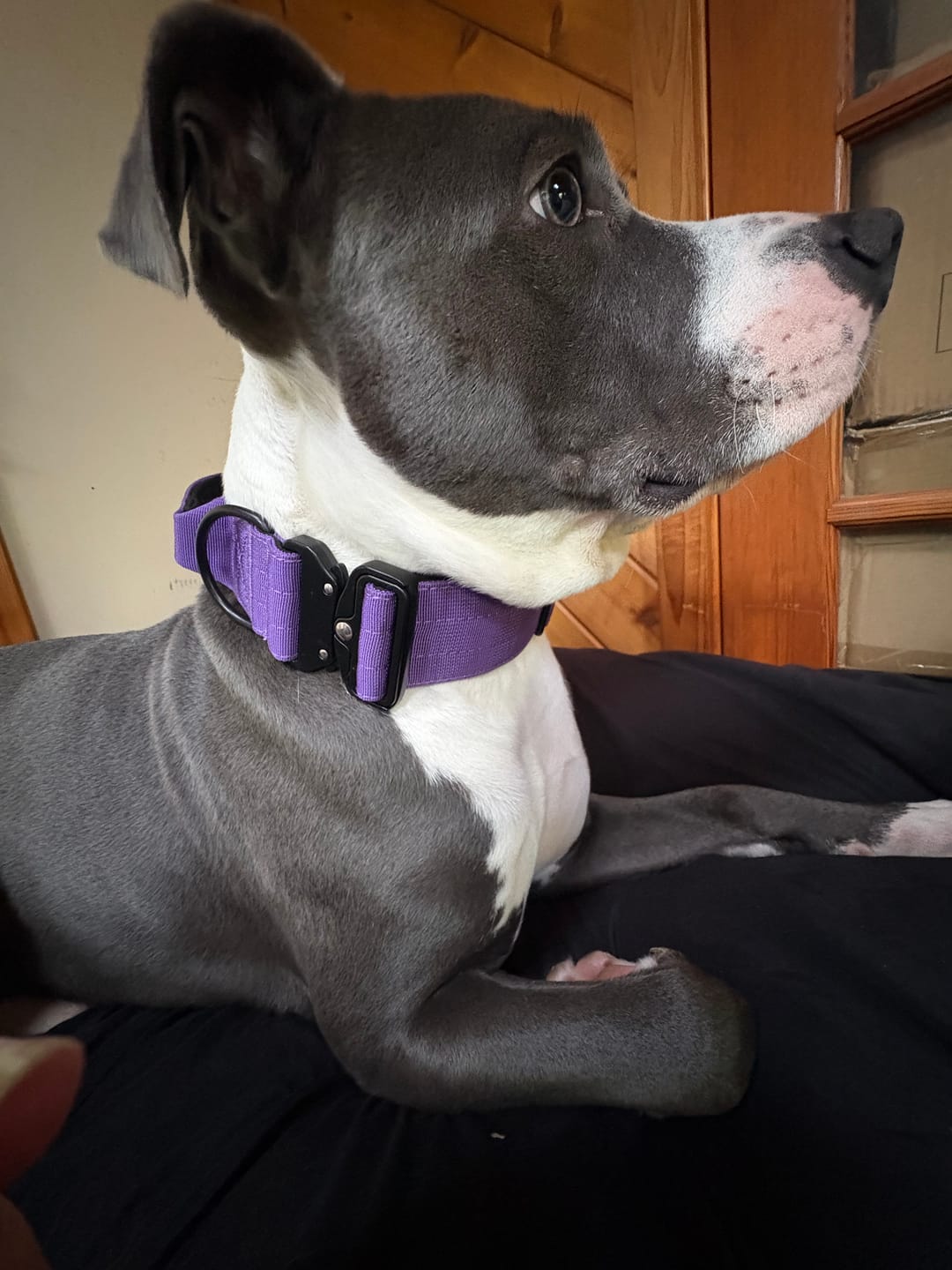 Customer photo review of Personalized Bully Proof Collar