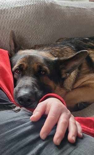 Ein zufriedener Kunde mit seinem Schäferhund, der auf dem Sofa entspannt.