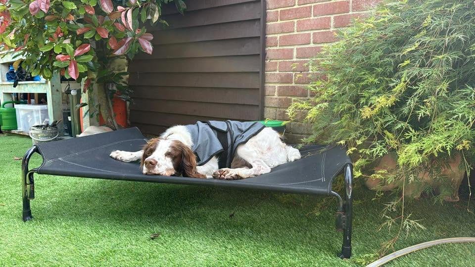 Customer photo review of Luxury Dog Cooling Coat