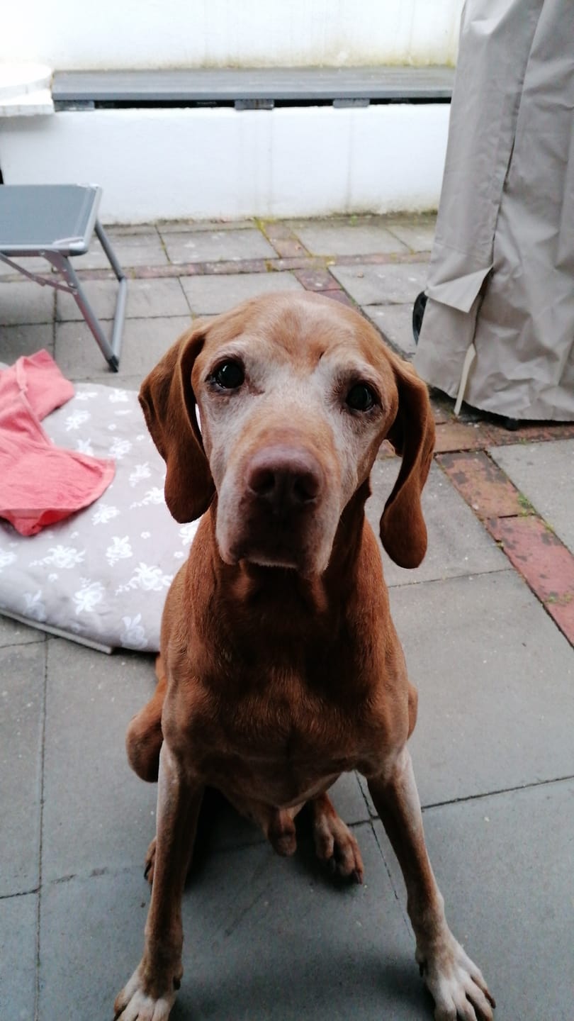 Customer photo review of Wurmtest Basic Hund