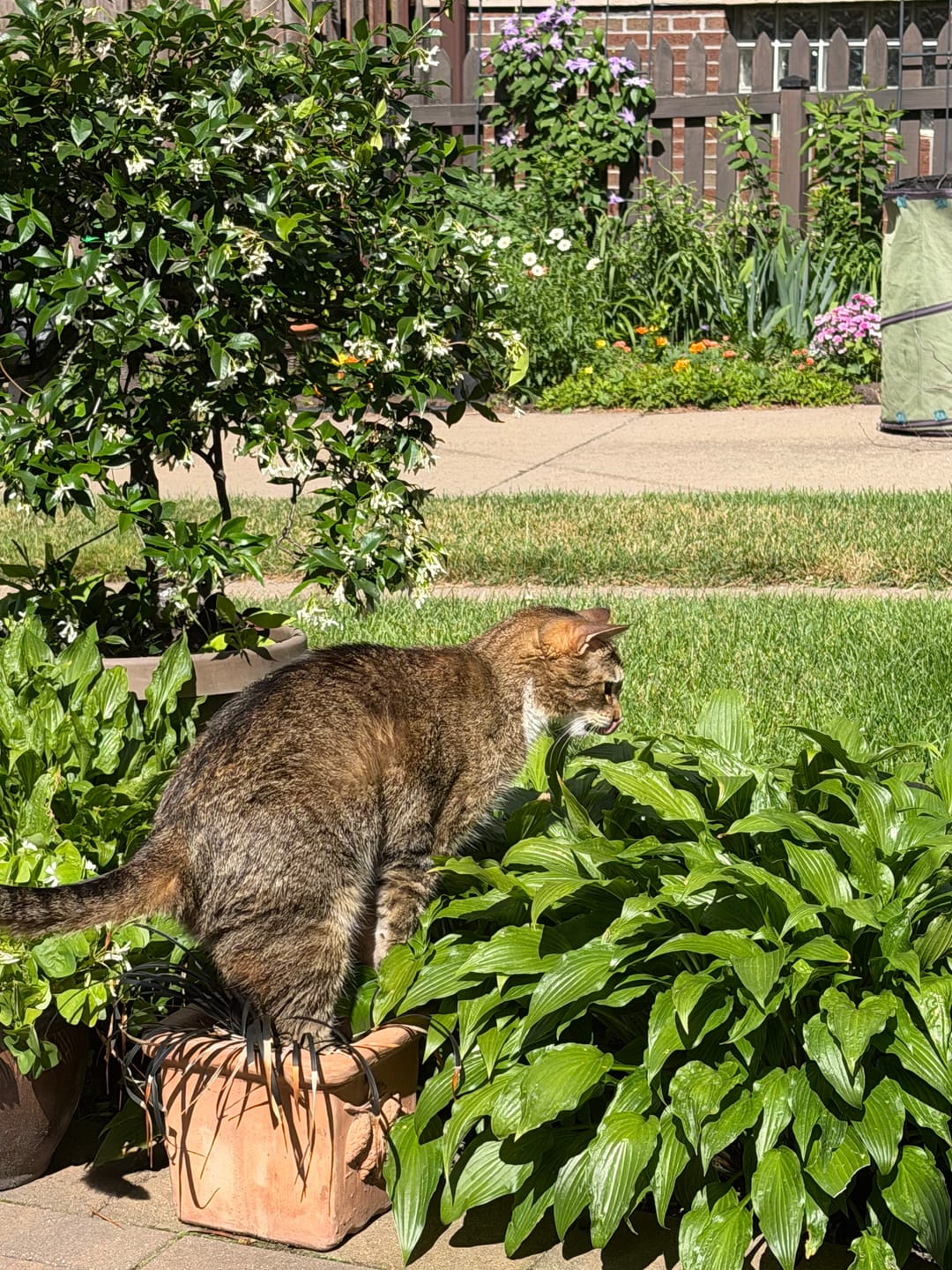 Customer photo review of Daily Cat Probiotic