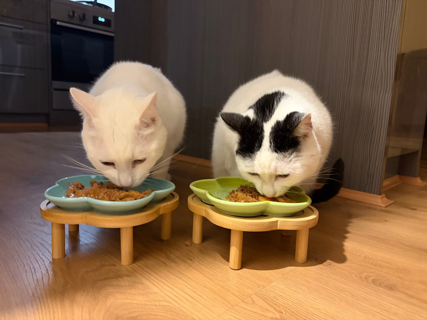 Customer photo review of Plum Blossom-Shaped Ceramic Pet Bowl