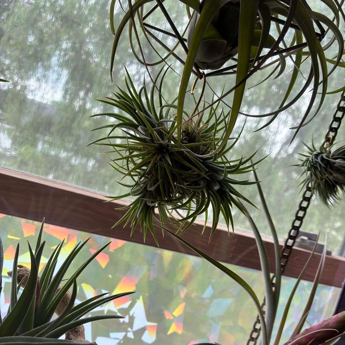 Customer photo review of Assorted Small Hanging Air Plant Clump
