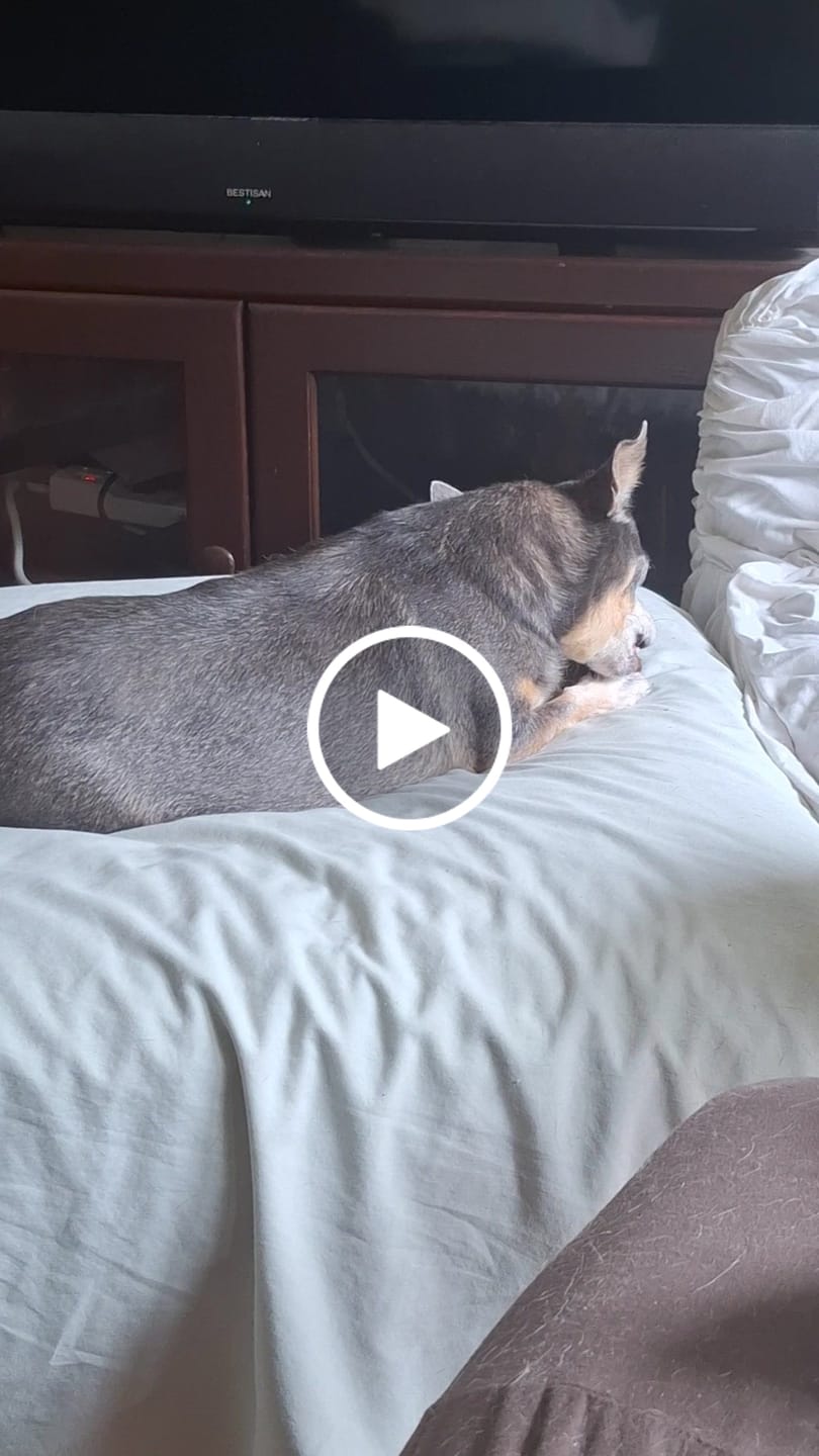 Customer video review of Earthbones Dental Chews For Dogs