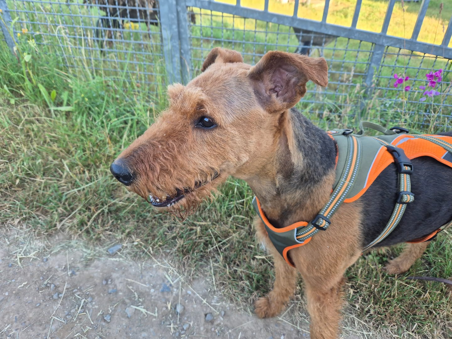 Customer photo review of Zpot-on classic für Hunde gegen Zecken, Flöhe, Milben & Mücken [Jahresvorrat]