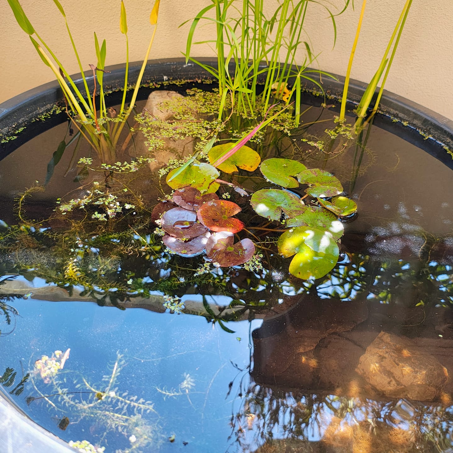 Customer photo review of Mini Pond da balcone