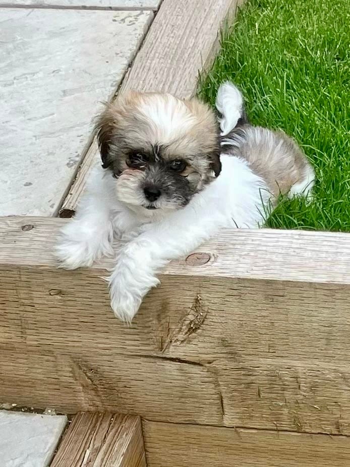 Customer photo review of Fragrance Free Pet Wipes for Full Body, Bum & Paws (110 Wipes)