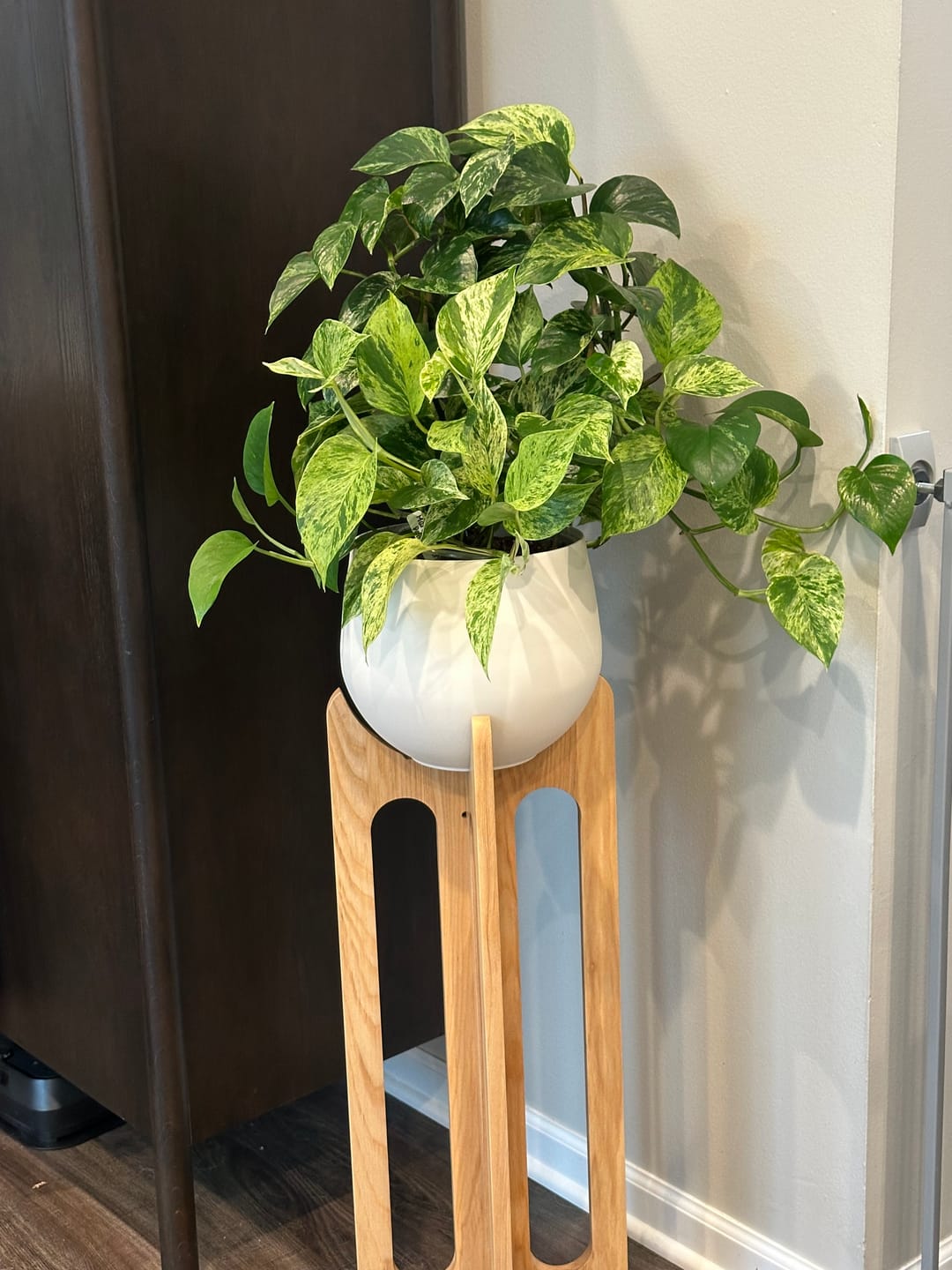 Customer photo review of Arches Plant Stand + Pot