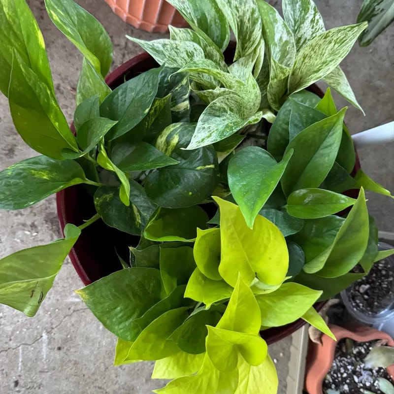 Customer photo review of Jade Pothos in a 4" Grow Pot – Epipremnum Aureum - Easy Care Indoor Vining Houseplant - Trailing Indoor Plant - Tropical Low Maintenance Plant - Low Light Indoor Plant