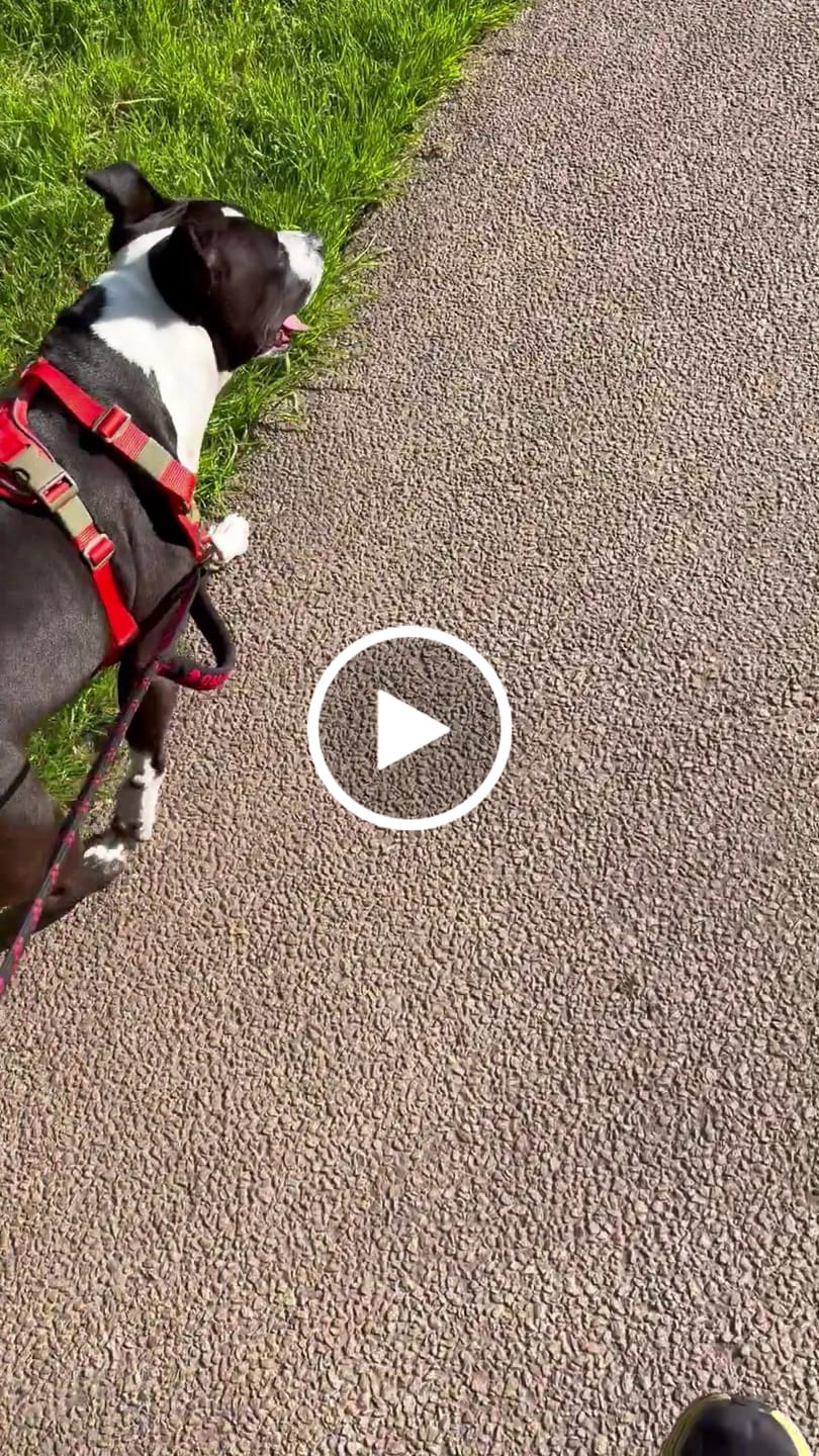 Customer video review of Anti Pull Hurricane Harness Lighter | With Handle - Burnt Orange X Khaki