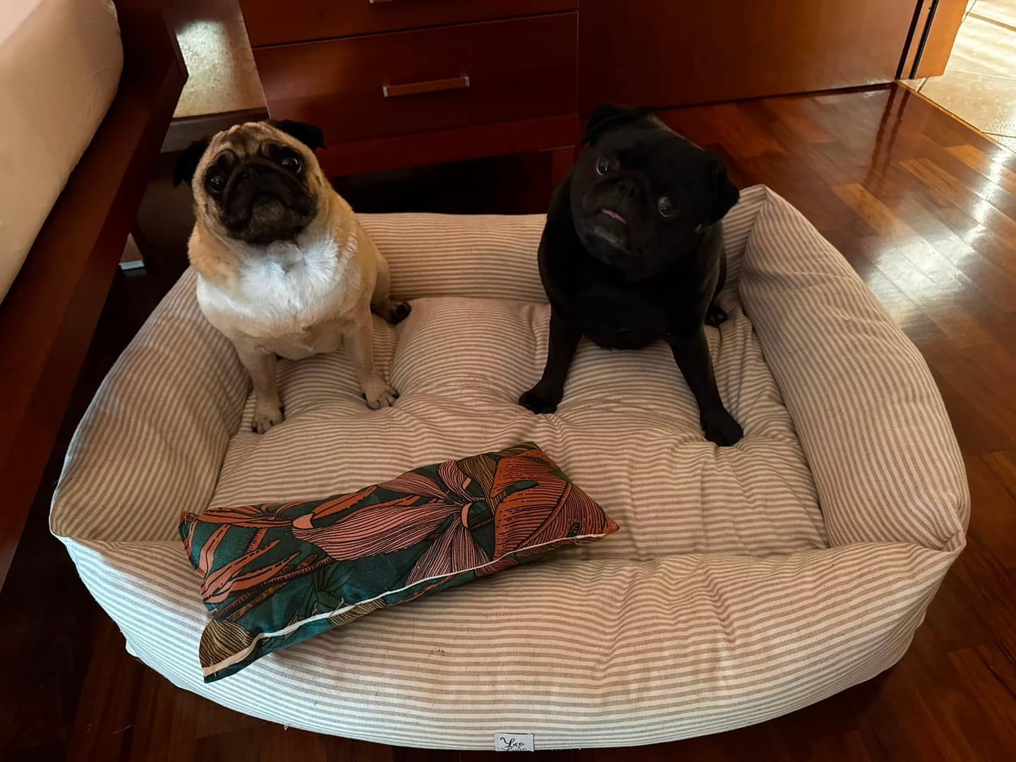Customer photo review of Cuscino Arredo