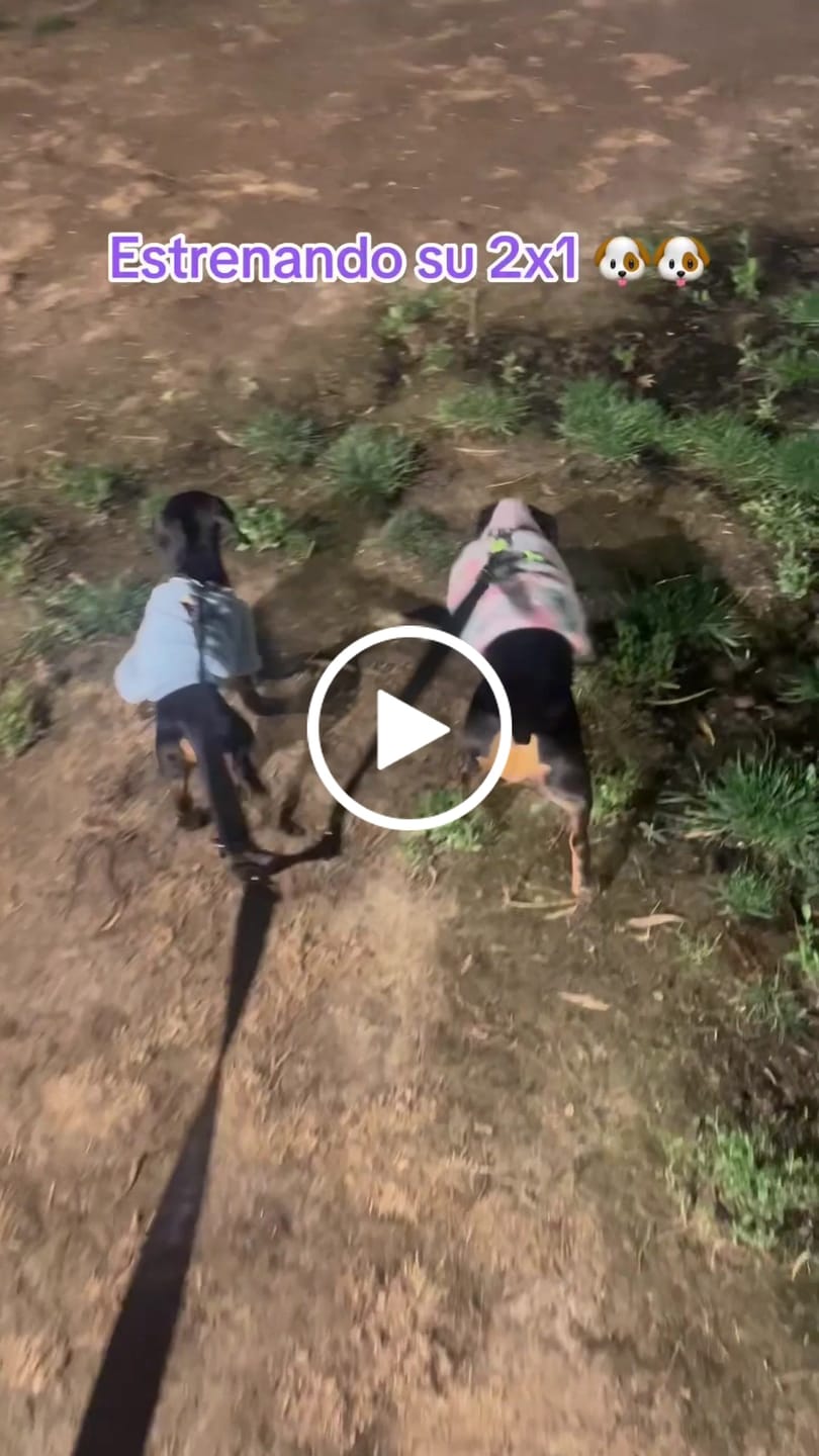 Customer video review of Correa Doble para Dos Perros 3m | Antitirones, Mosquetón Táctico 360° | Black Camo - Street Dogs