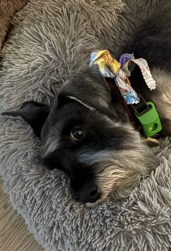 Customer photo review of Doğal Pire ve Kene Önleyici