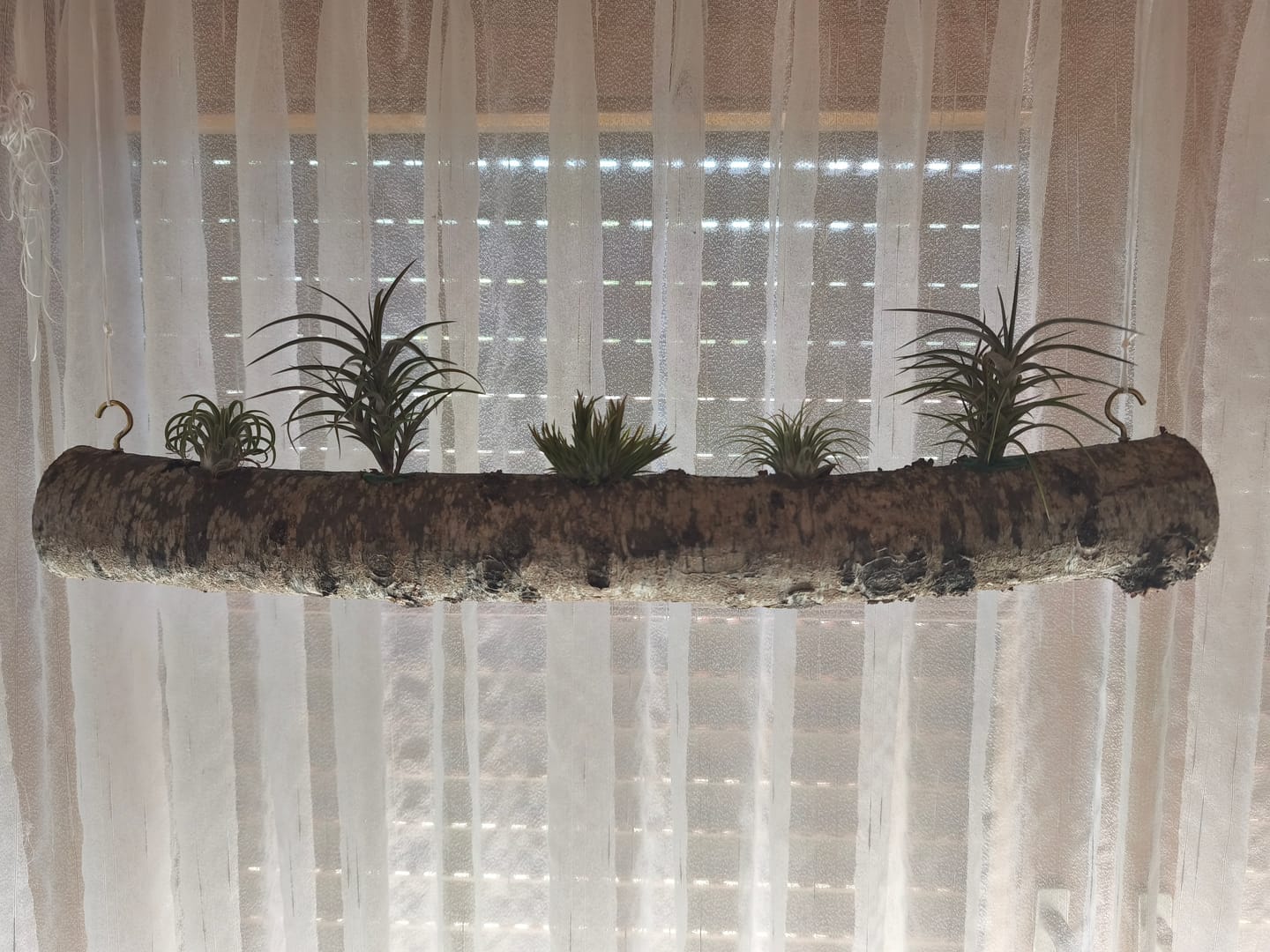 Customer photo review of Tillandsia Ionantha 'fuego' - Pulk