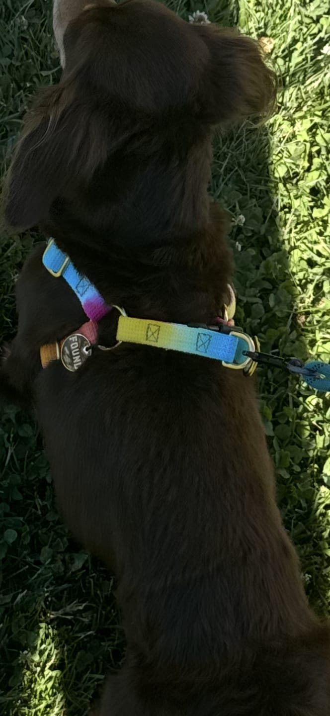 Customer photo review of Found My Animal Prismatic Cotton Dog & Cat Harness – Adjustable, Durable & Stylish