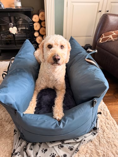 A customer's happy dog, Oskar, sits comfortably in the blue Dog Dock V2 inside a living room.