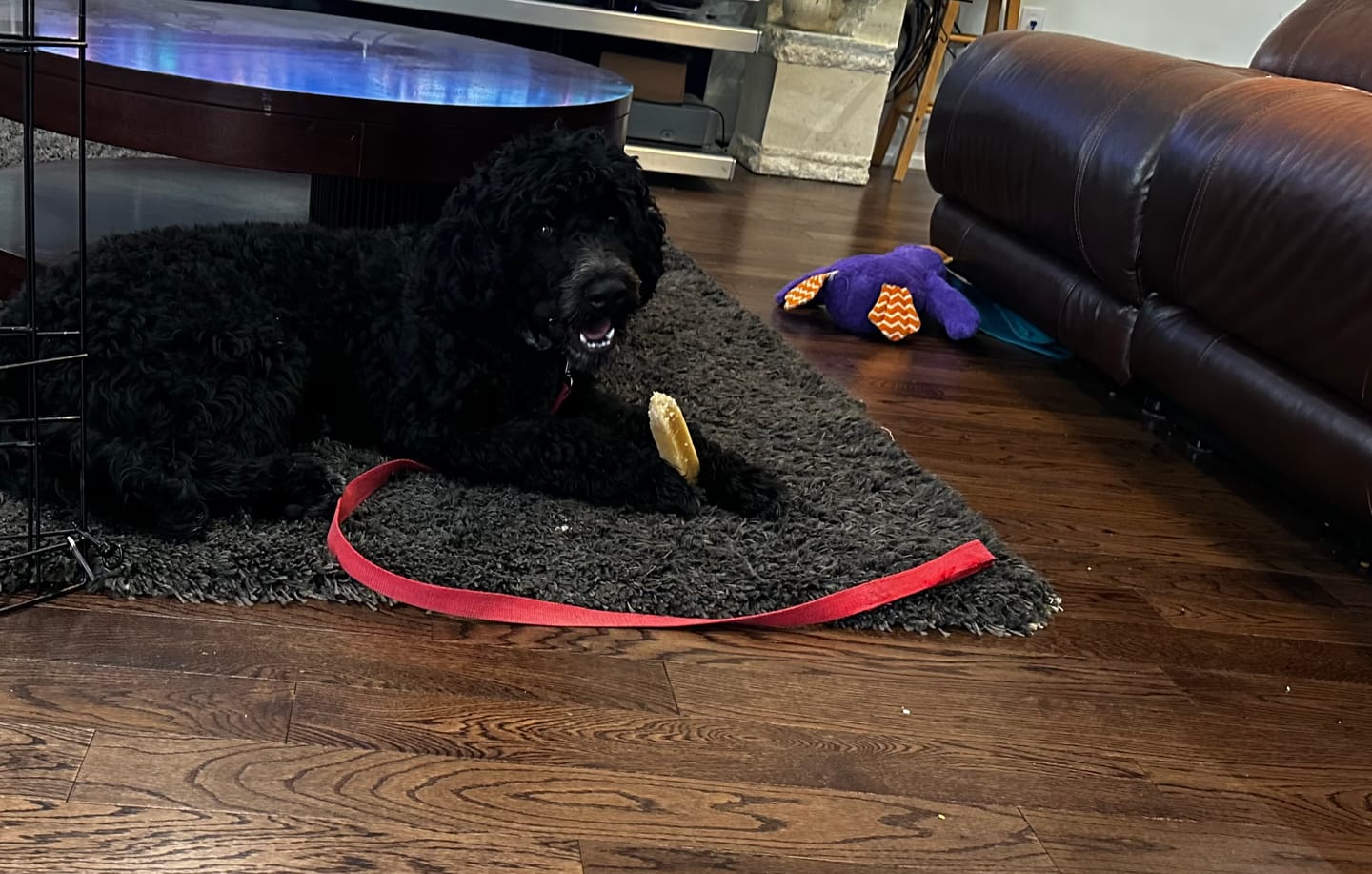Customer photo review of Himalayan Yak Chew (LARGE)