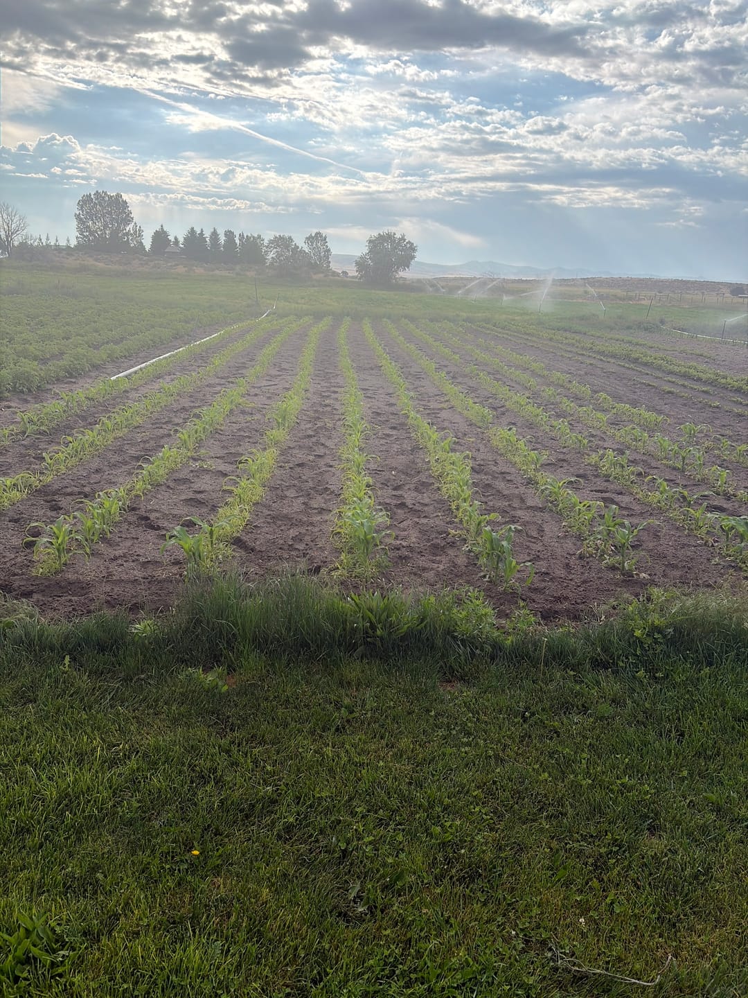Customer photo review of Quick Trip Attribute II Sweet Corn (Roundup Ready)