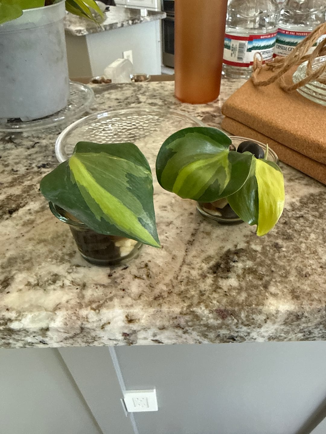 Customer photo review of Rare Brasil philodendron Cuttings & Nursery Pots - Easy Care Houseplant Brasil Extremely Rare Low Light indoor vining plant office plant