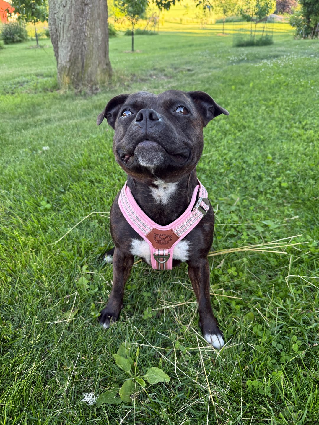 Customer photo review of Staffordshire Bull Terrier 1935® Harness & Leash Set - Baby Pink