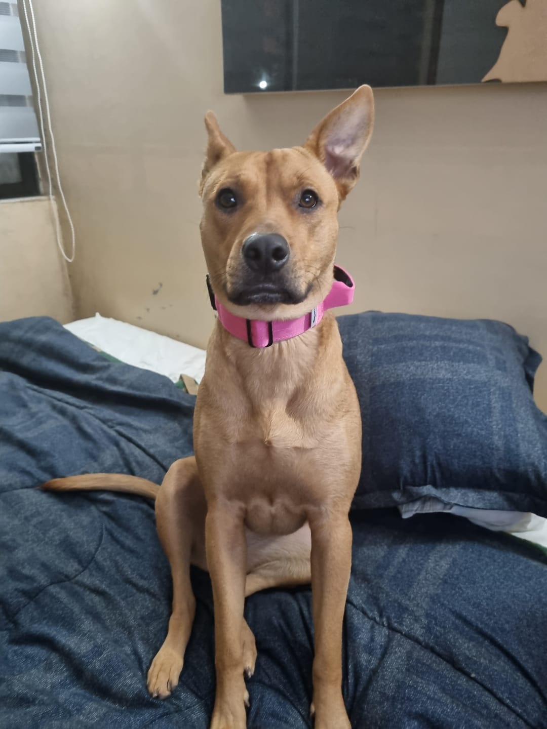 Customer photo review of Collar Combat 4 cm para Perros - Street Dogs - Pink