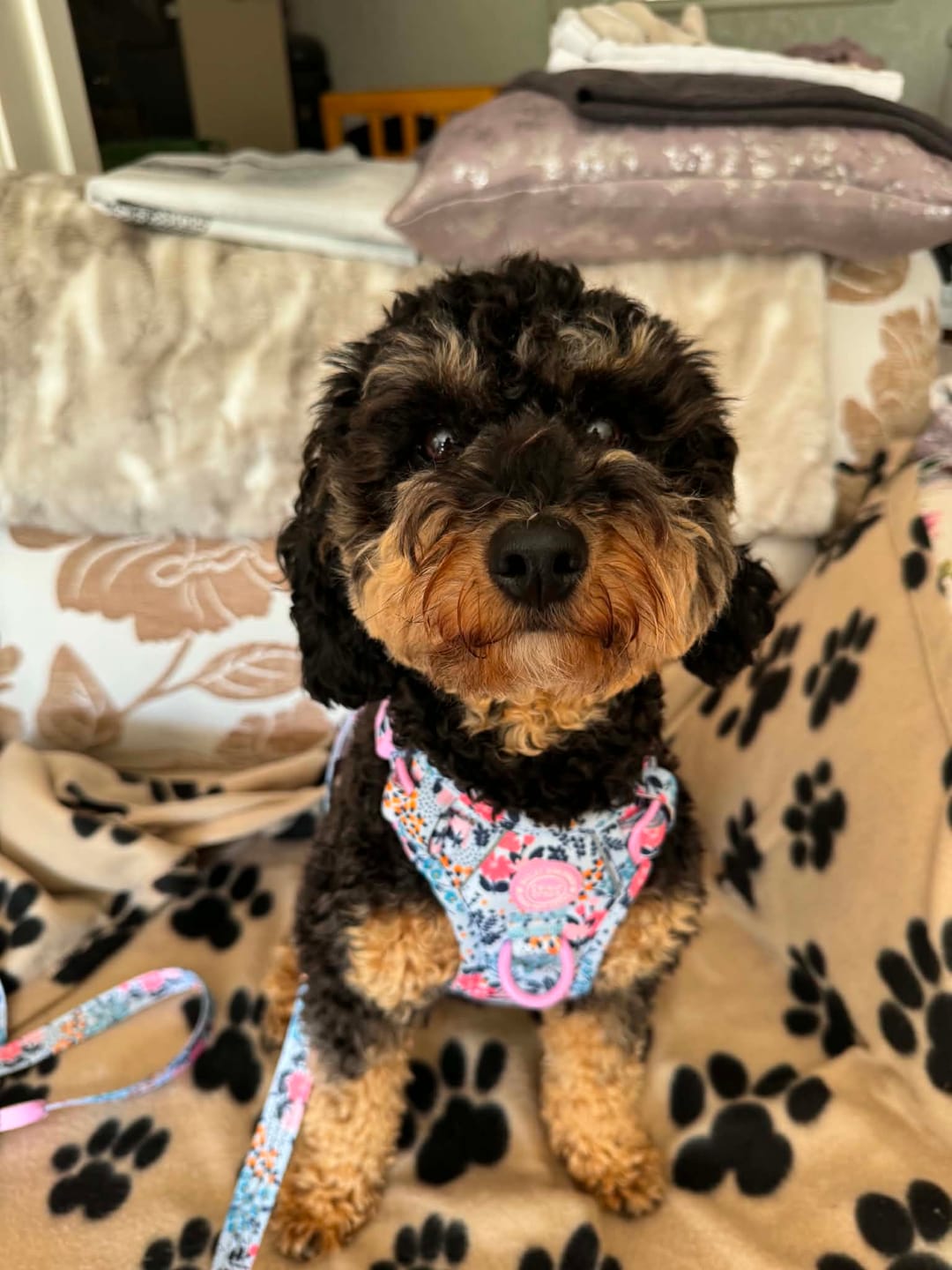 Customer photo review of Trail & Glow Dog Harness & Lead Set - Colour Drops - Spring Dreams