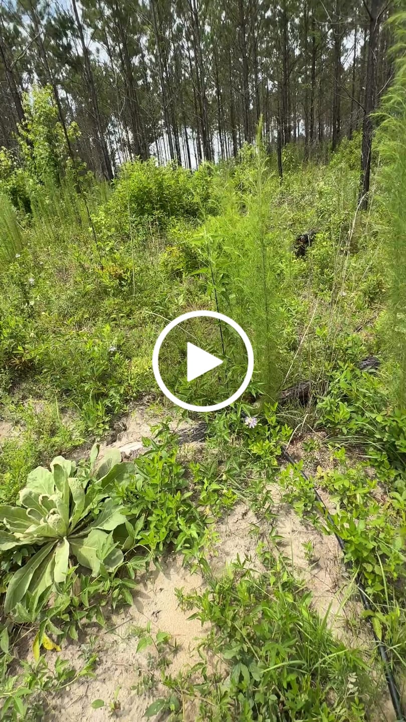Customer video review of Nuttall Oak
