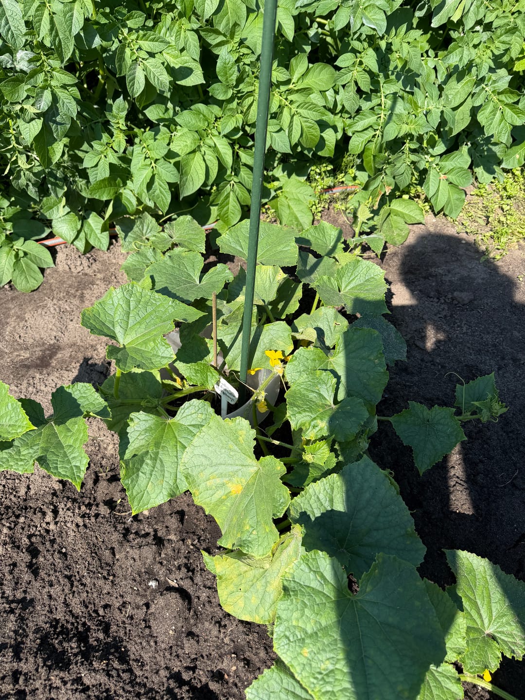 Customer photo review of Freilandgurke ‘Marketmore’, Bio-Jungpflanze