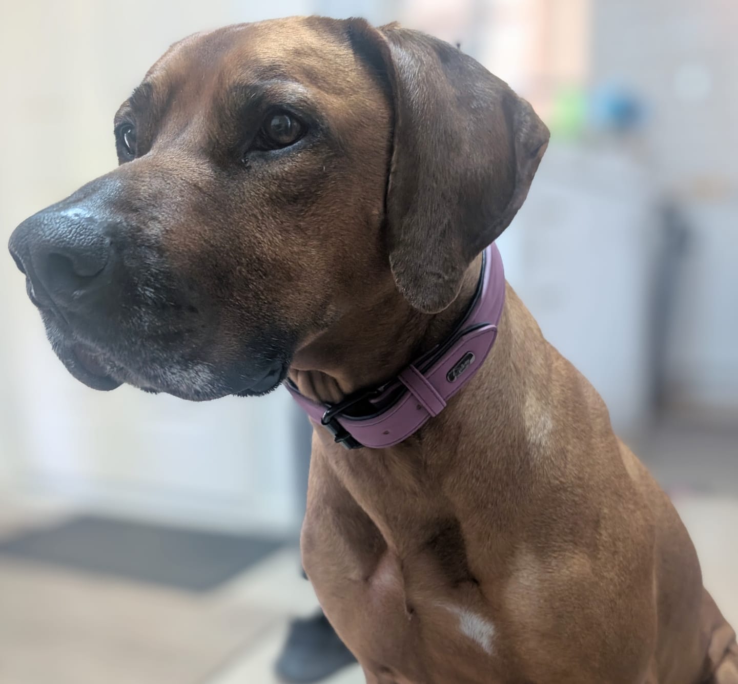 Customer photo review of Custom Leather Dog Collar Leash for Small Medium Large Dog