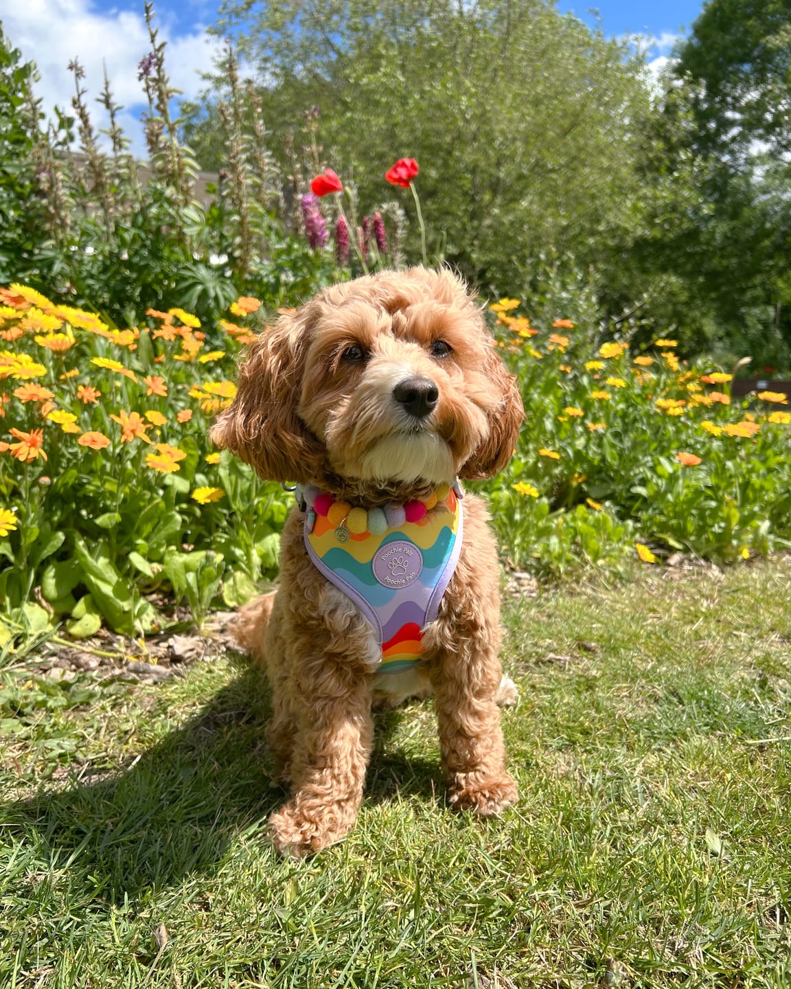 Customer photo review of Rainbow Walkies Adjustable Harness