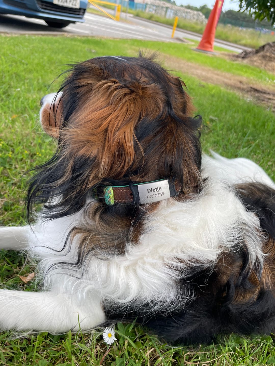 Customer photo review of Klapperfreie Hundemarke Silikonslider mit Edelstahl-Schild für Halsbänder inkl. GRATIS Gravur