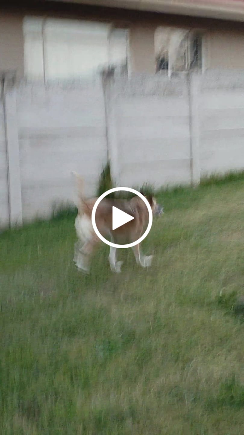 Customer video review of FlexCare (Joint & Movement Support For Dogs)
