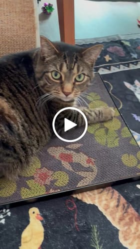 Customer video review of Koi Pond - Luxury Cat Scratching Board