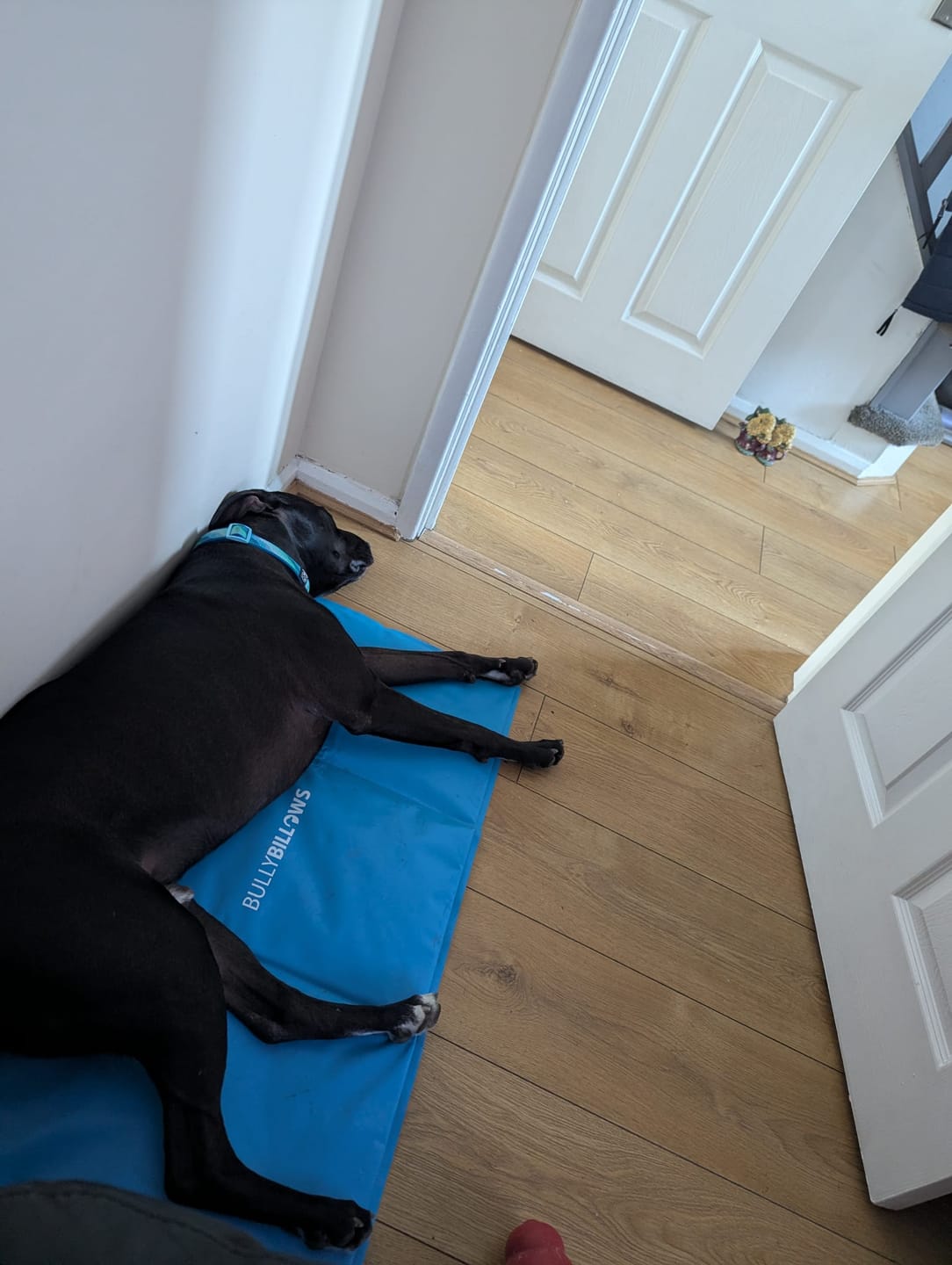 Customer photo review of Arctic Cooling Mat
