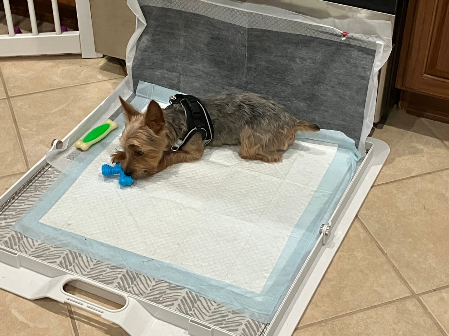 Customer photo review of Nomad Nap Travel & Portable Dog Bed