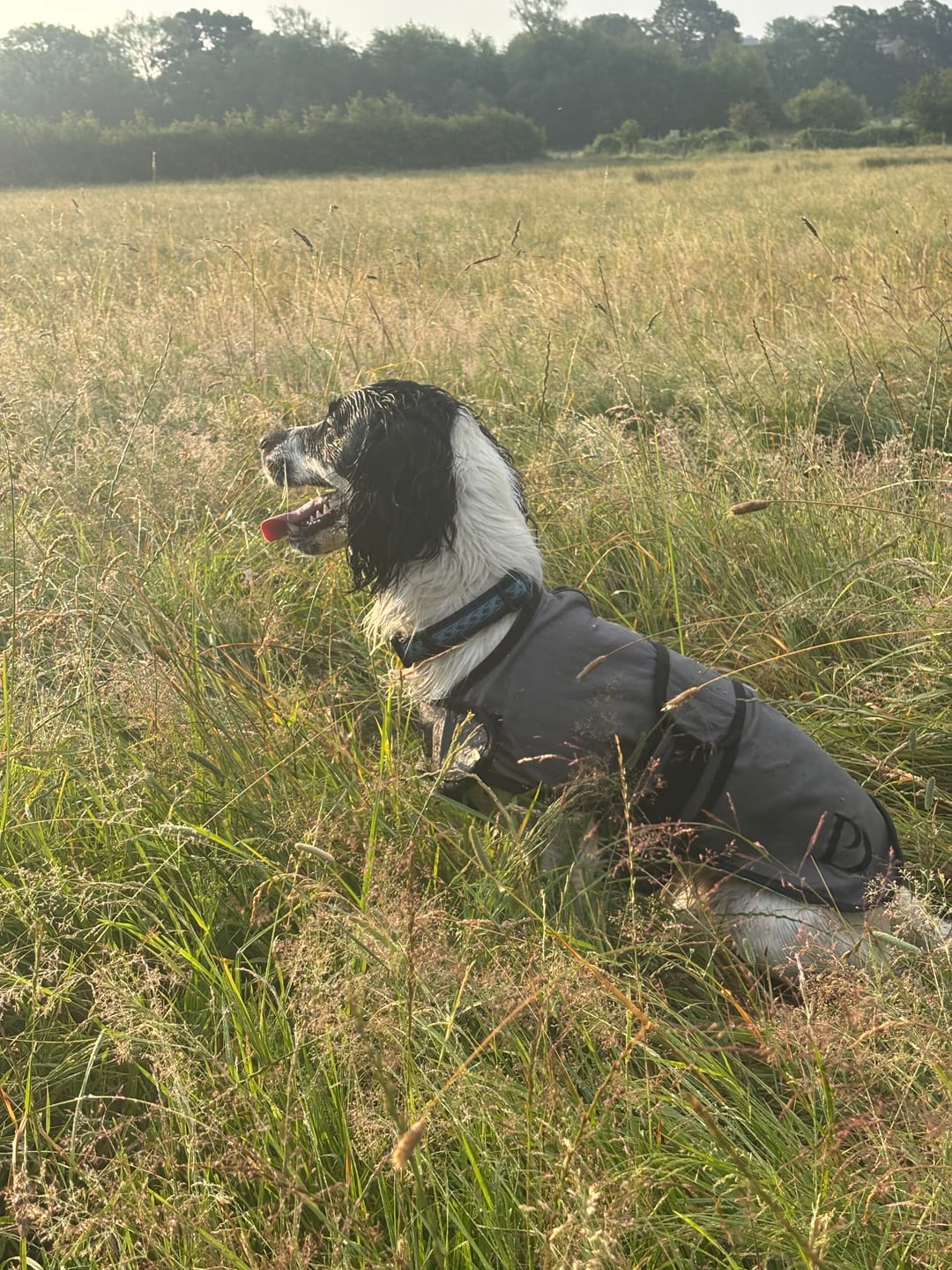 Customer photo review of Luxury Dog Cooling Coat