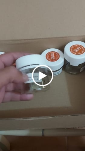 Customer video review of White Truffle 29% THCA