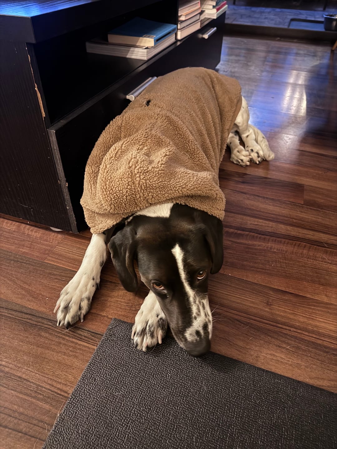 Customer photo review of Chaqueta Chiporro Perros