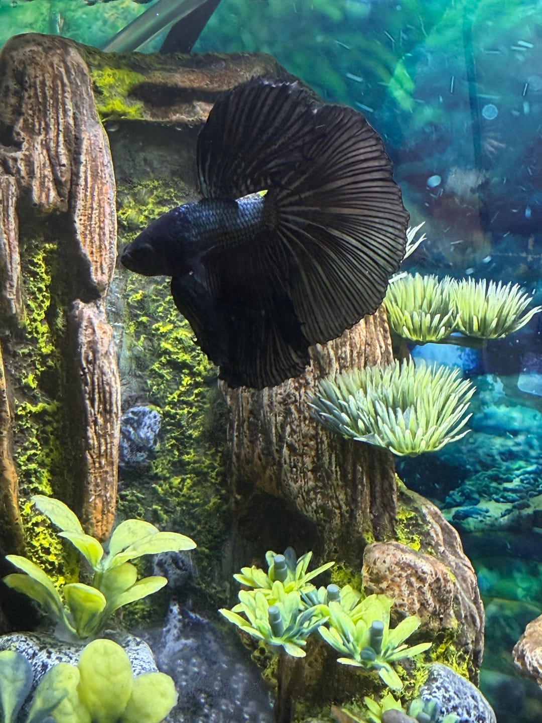 Customer photo review of Black Copper Halfmoon Male Betta Fish