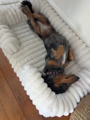 Customer photo review of Zen Pet Bed