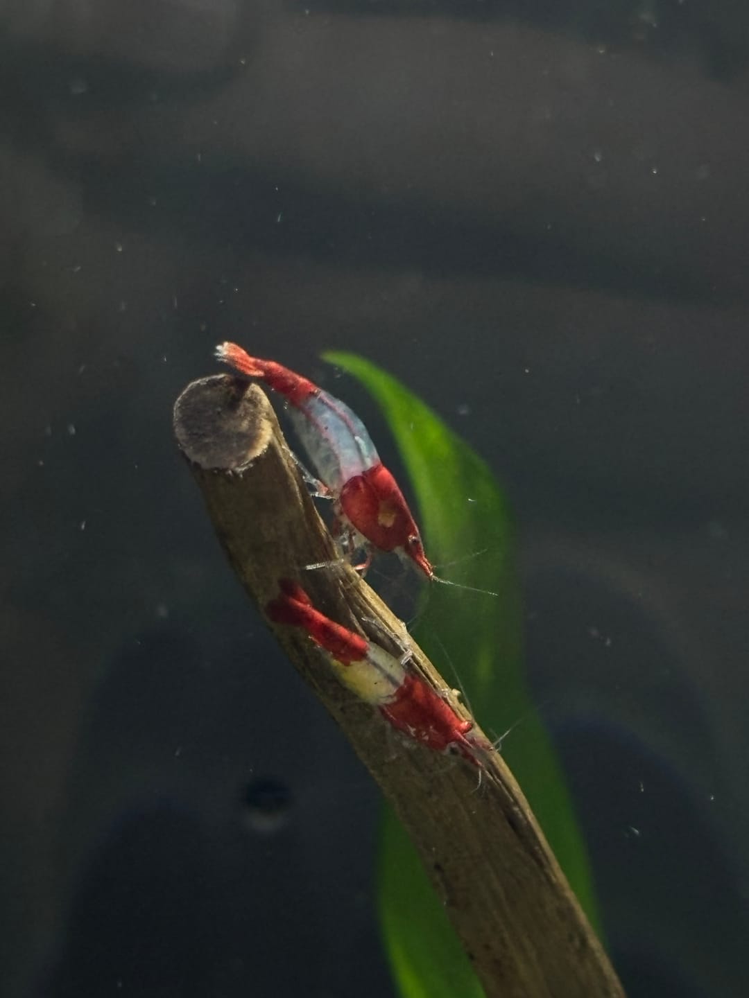 Customer photo review of Red Rili Shrimp