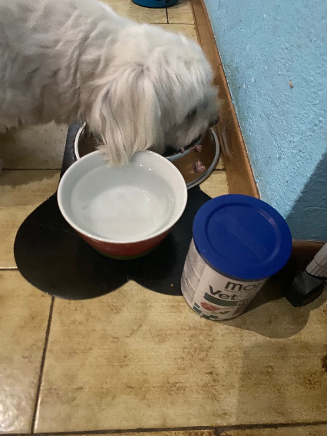Customer photo review of MONGE VETSOLUTION CANE HYPO MONPROTEIN MAIALE 400g